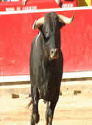 Toros en las fiestas de San Juan y San Pedro 2009 de la ciudad de León